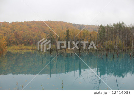 美瑛 青い池 北海道 絶景 自然 紅葉 美瑛 青い池 北海道 絶景 自然 紅葉 12414083
