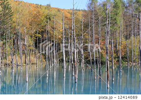 美瑛 青い池 北海道 絶景 自然 紅葉 12414089