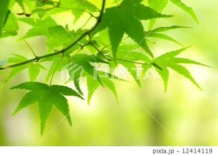青葉 12414119