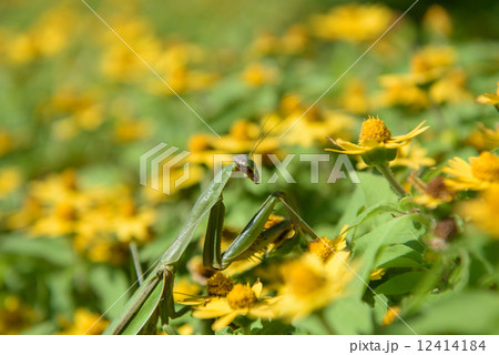 カマキリ　クローズアップ 12414184