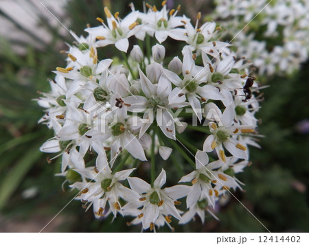 花火のようにも見える上から見たニラの花。 12414402