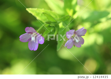 自然 植物 アカバナ、アカバナ科の花の中では目立たない花です。秋に葉が紅葉してやっと目立つようになります 自然 植物 アカバナ、アカバナ科の花の中では目立たない花です。秋に葉が紅葉してやっと目立つようになります 12414435