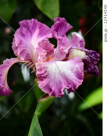 日に映えるジャーマンアイリスの花。 日に映えるジャーマンアイリスの花。 12414540
