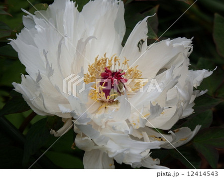 花弁がとても繊細な牡丹の花。 12414543