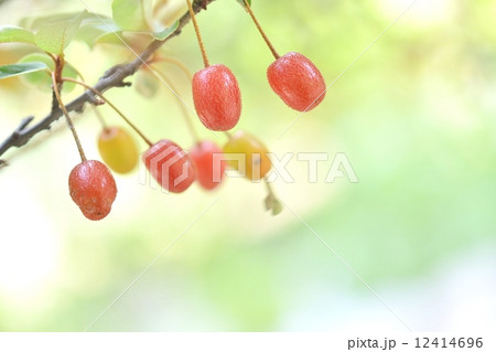 初夏を彩るグミの実 12414696