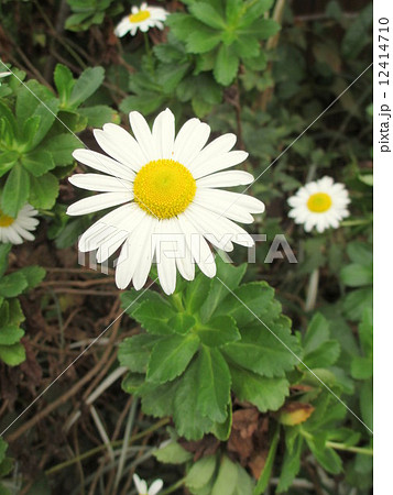 マーガレットに似た白い花 ハマギクの写真素材