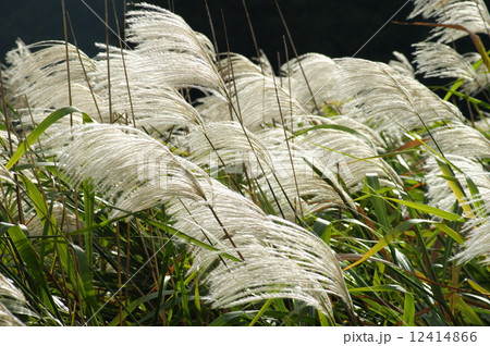 ススキ 02 ススキ 02 12414866