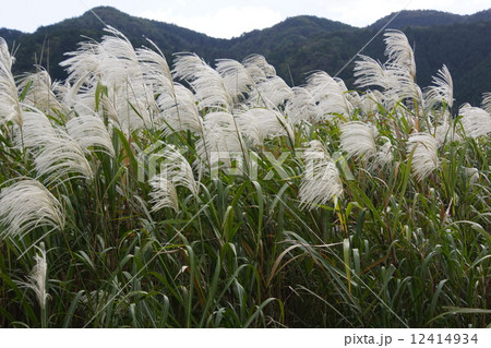 ススキ 03 ススキ 03 12414934