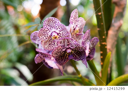 beautiful orchid in the room interior 12415299