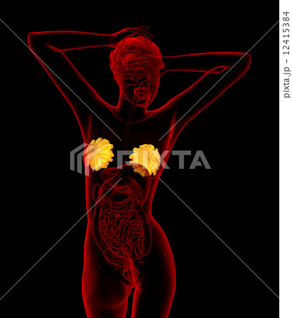 3d render medical illustration of the human breast 12415384