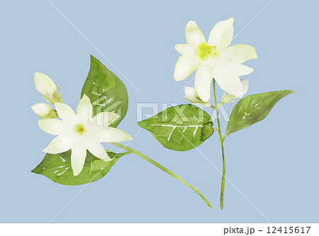 白いジャスミンの花の水彩イラストのイラスト素材