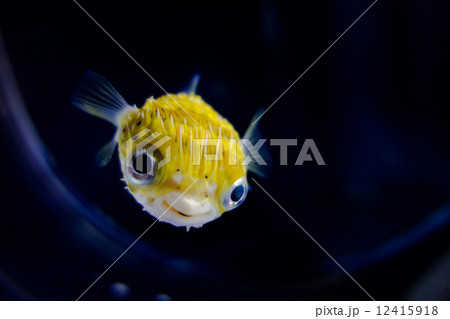 Porcupine fish -ハリセンボン- 12415918