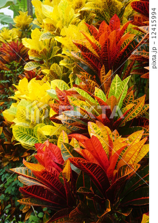 Orange and red leave of Croton plant Orange and red leave of Croton plant 12415994