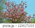八重桜 12417153