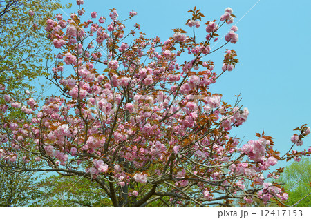 八重桜 12417153