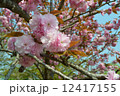 八重桜 12417155