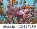 八重桜 12417159