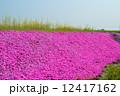 芝桜 12417162