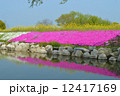 芝桜 12417169