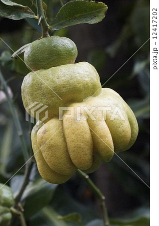 ブツシユカン 12417202