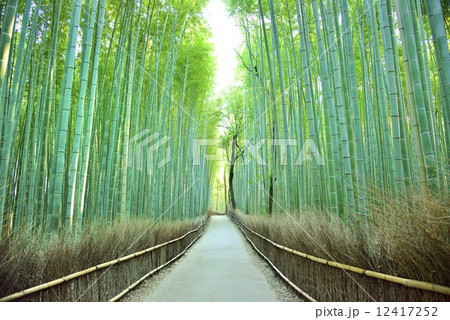 竹林の道 12417252