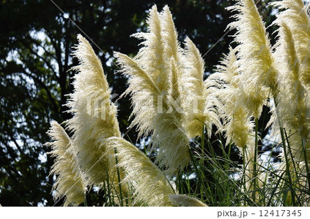 パンパスグラス 12417345