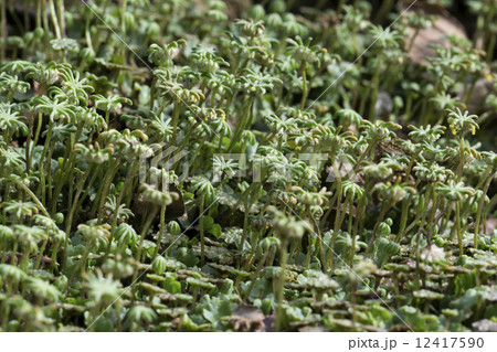 ゼニゴケ ゼニゴケ 12417590