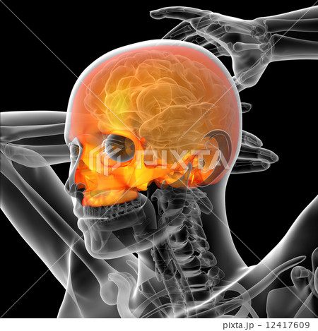 3d render medical illustration of the human skull 12417609