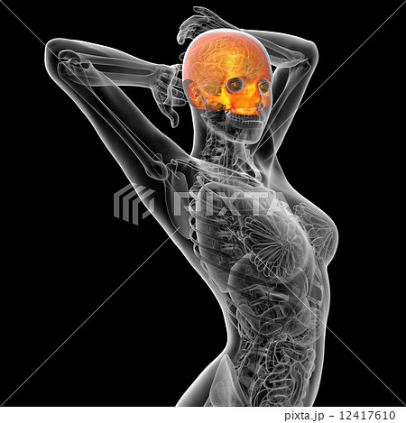 3d render medical illustration of the human skull 3d render medical illustration of the human skull 12417610