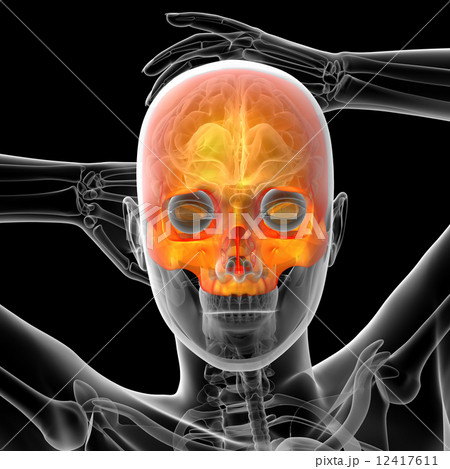 3d render medical illustration of the human skull 12417611