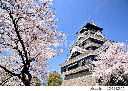 春の熊本城 春の熊本城 12418202