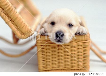 かわいい子犬 12418633