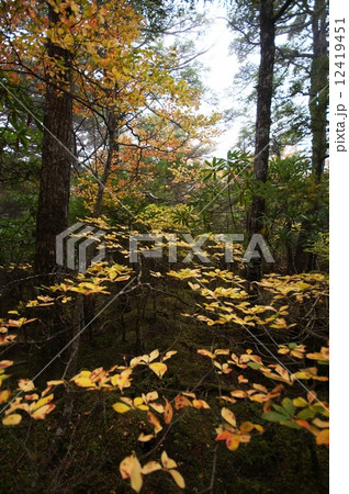 紅葉 12419451