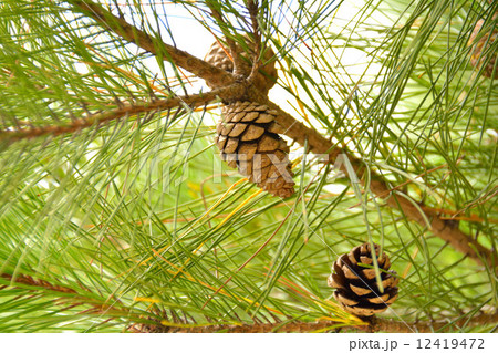 松ぼっくり 松ぼっくり 12419472