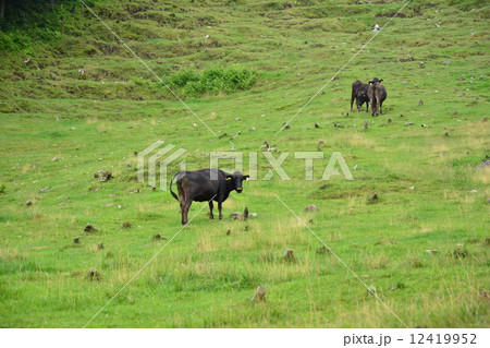 飛騨牛 飛騨牛 12419952