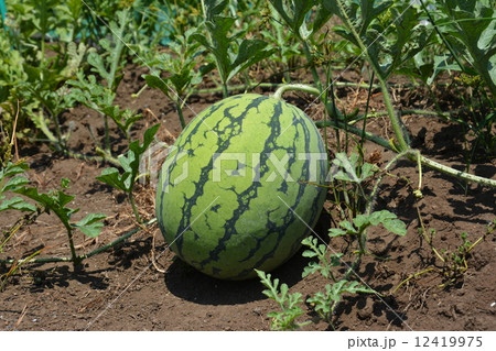 スイカ 12419975