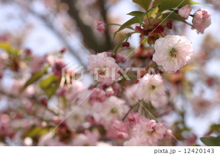 オオムラザクラ 12420143