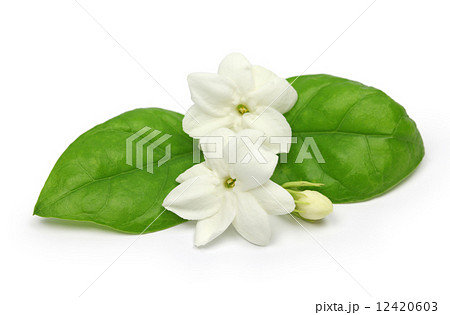 アラビアジャスミン 12420603