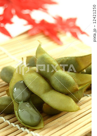 枝豆　黒豆　和食　白背景 12421250