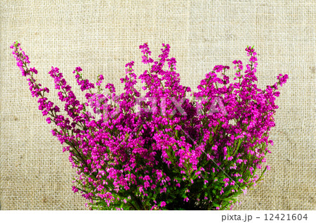 Heather plant close up Heather plant close up 12421604