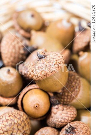 Collection of different oak acorns 12421870