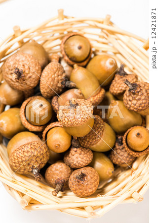 Collection of different oak acorns Collection of different oak acorns 12421871