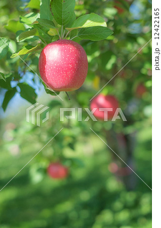 ふじりんご ふじりんご 12422165