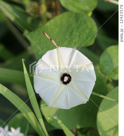 grass flower 12423578