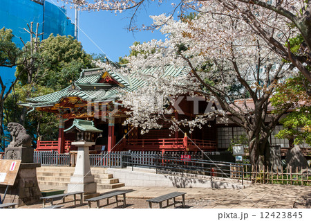 金王八幡宮拝殿とサクラ 金王八幡宮拝殿とサクラ 12423845
