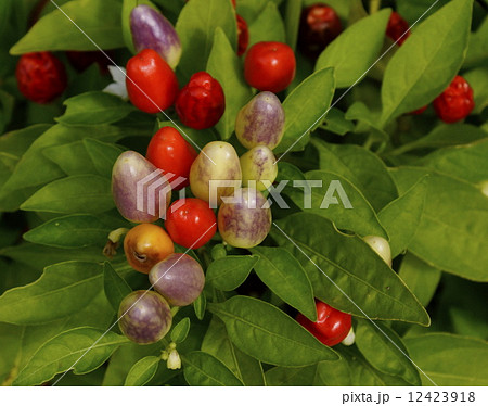 トンガラシ　01 12423918