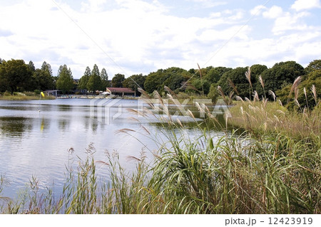 昭和記念公園 12423919