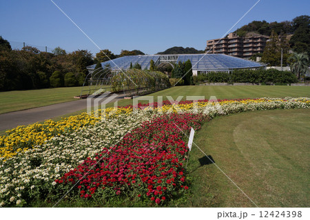 神奈川県立フラワーセンター大船植物園 12424398