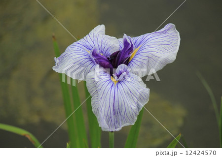 植物・花(花菖蒲) 植物・花(花菖蒲) 12424570