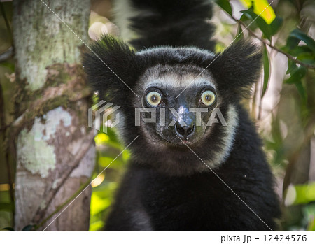 Indri, the largest lemur of Madagascar 12424576